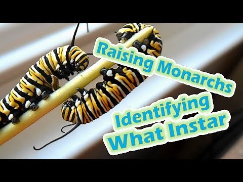 Raising Monarchs - Identifying What Instar (Help The Monarch Butterfly)
