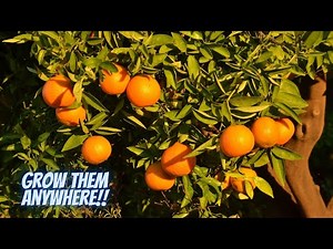 Tips For Growing Citrus Trees In Cold Climates | Grow Citrus Trees Anywhere!! | So Simple And Fun!