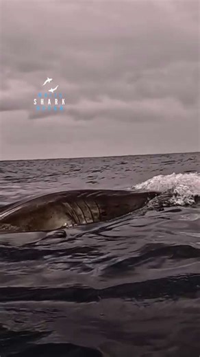 Great white shark hunting birds from below