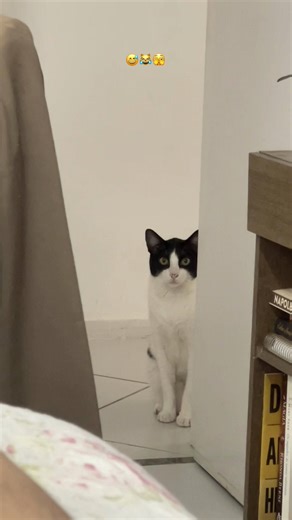 #felix #cat #gato #catsoftiktok #gatostiktokers