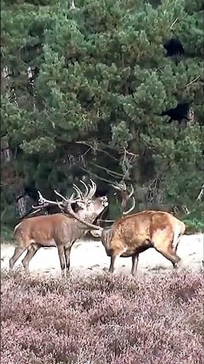 Majestic Red Deer Roaring During the Rut 🦌| Incredible Wildlife Sounds #Shorts #Nature #AnimalSounds