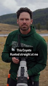 One of my favorite moments from fall in Yellowstone—filming this coyote on the hunt. I’ve seen coyotes mouse before, but never one that pounced straight in my direction. Such an epic moment to witness up close. #WildlifePhotography #YellowstoneNationalPark #Coyote #NatureLovers #WildlifePlanet #ExploreWildlife #natureperfection | Wildlifebyhayden