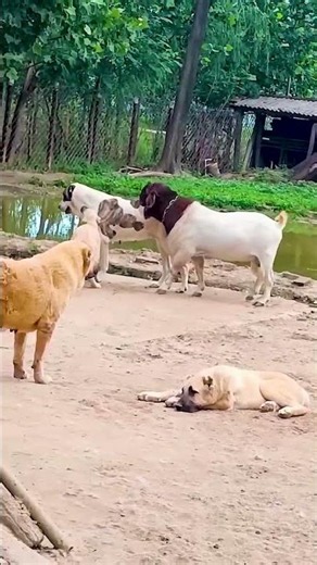 Amazing Goat Behavior You Should See 🐐❤️