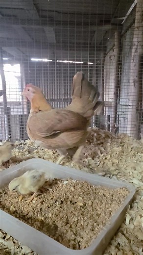 Ginger oeg bantam | Peter Elly