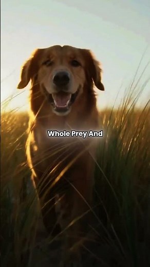 Why Do Dogs Eat Grass? 🐶🌿 The Real Reason Explained!#Dogs #DogFacts #WhyDogsEatGrass #DogBehavior