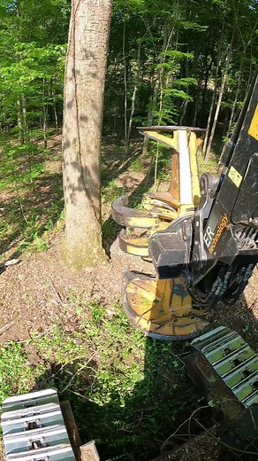 Say bye bye tree.#timber #tigercatforestry #logging #forestry