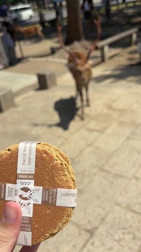 鹿せんべいを買った瞬間にめっちゃ寄ってくる鹿 #しかのこのこのここしたんたん #鹿せんべい #奈良公園