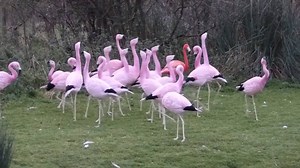 1K views · 73 reactions | There's a lot of indecision in the WWT Slimbridge Andean flamingo flock. "To dance or not to dance? What shall we do folks?" Maybe they're jaded by #Christmas party season? | Flamingo Specialist Group | Facebook