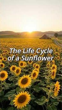 The Life Cycle of a Sunflower