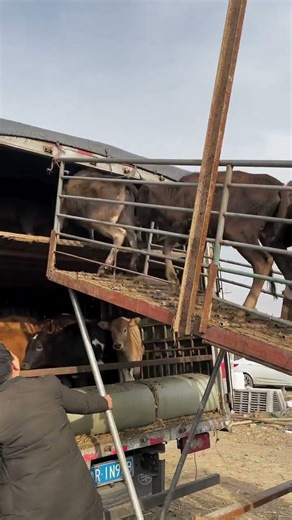 Yellow Calves | Rural Cattle Farming Life#YellowCalves #CattleFarming