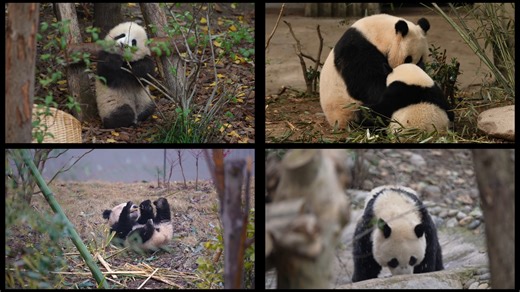 How to stand out among millions of workers and become a true role model? Well, even pandas are out here mastering every field! I’m full of respect for all the workers, and congrats on earning the Model Worker badge of honor! #ChengduPandaBase #PandaFun #IntlWorkersDay For more panda information, please check out: https://en.ipanda.com | iPanda