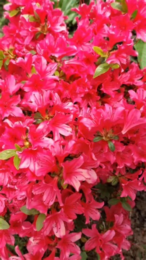 #flowers# rhododendron # azalea#nature #fyp TikTok