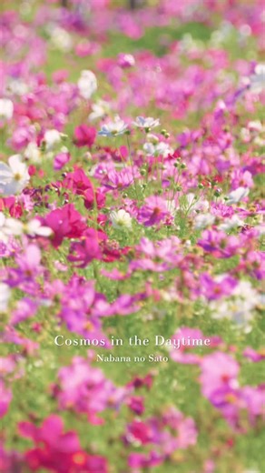 M I D O R I on Instagram: "澄んだ秋空の下、秋の陽射しを浴びて歩く。 一面に広がるコスモスの花たち。 燦々と輝く光の中、無数のコスモスは、白、ピンク、赤と、明るい色彩を誇らしげに掲げている。 その群れは、まるで穏やかな波のように、心地よい風に揺らめいている。 生命力に満ちたその姿は、過ぎゆく季節の美しさを力強く描き出し、見飽きることがない。 𑁍𓏸𓈒𓂃𓂃𓂃𓂃𓂃🕊 【location】 なばなの里 𑁍𓏸𓈒𓂃𓂃𓂃𓂃𓂃🕊#"