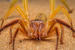 Discover 8 Brown Spiders in Utah