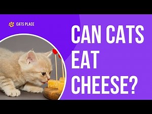 Can Cats Eat Cheese? The Truth Every Cat Lover Needs to Know!