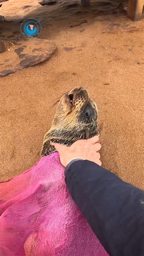 This seal was wrapped like a mummy! When we found him, he was completely entangled in a pink vegetable sack - from head to tail, tightly cocooned in fine netting. He could barely move, and we still don’t know how he managed to make it back to shore. Most animals in situations like this never do. This case shows the ugly reality of plastic entanglement: most affected marine animals suffer and die at sea, unseen. We only get to help the ones that somehow survive long enough to come ashore. We need