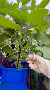 Japanese Eggplants 🍆- Pruning the 2nd round #backyardgarden #organicgardening | Che Thompson