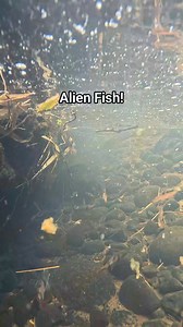 Dawkinsia tambraparniei barbs are endemic in India. They are considered an Alien fish(Introduced/Invasive/Non-native/Naturalized) since they are not native here in Negros island. #aquascapingnegros | Aquascaping Negros