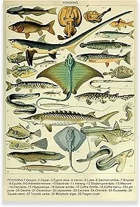 KWAY Vintage Fish Poster - Biology Poster Fish Species Chart - Fish Illustrations Nature Canvas Wall Art - Aesthetic Posters for Classroom School Kindergarten Unframed (24x36in/60x90cm)