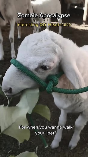 Learn How to Tie a Knot on a Zombie in the Zombie Apocalypse