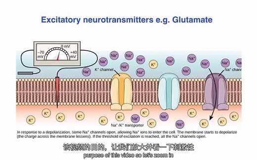 【中英字幕】神经递质的兴奋与抑制作用 Excitatory vs. inhibitory effects of Neurotransmitters