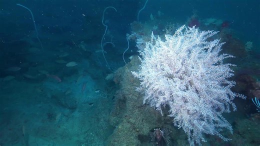 Researchers explore the hidden deep-see coral reefs off Florida coast