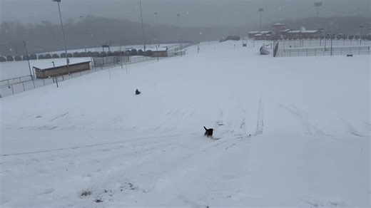 K9 Duke enjoying the snow! ❄️🐾 Our Labrador Retriever narcotics detection and tracking K9 is not only a great asset to the Pickens Police Department, but also an absolute joy to watch, especially when he gets a chance to play in the snow. Duke works hard for our community, and moments like these remind us how special he is. 💙 www.pickenspolice.com | Pickens Police Department
