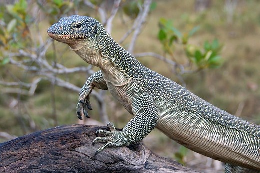 Mangrove Monitor Care Sheet | Reptiles' Cove