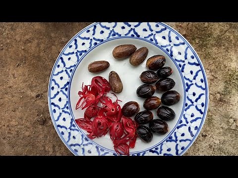 Growing Nutmeg from seeds