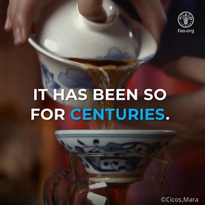 8.9K views · 250 reactions |  Tea is more than a drink. It's a global heritage of tradition and culture, a symbol of hospitality, and a source of livelihoods for millions of people. Join us for a tour of FAO designated Globally Important #AgriculturalHeritage tea sites  https://bit.ly/3n4zoxR | Food and Agriculture Organization of the United Nations (FAO) | Facebook