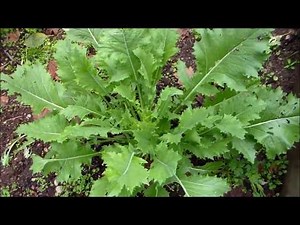 Growing Frost Tolerant Vegetables Kale, Collards, Mizuna - Cold Hardy Crops