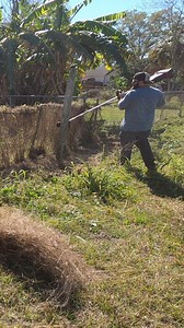 putting the Toro revolution trimmer through the worst yard that I could find #toro | Lawn Care Juggernaut
