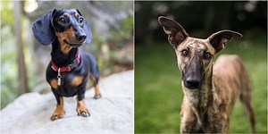 Revealed! 10 dog breeds that are most likely to be picky eaters