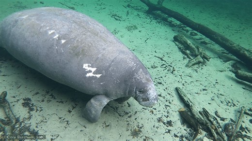Manatee Sightings Update: February 2026 | Save the Manatee Club