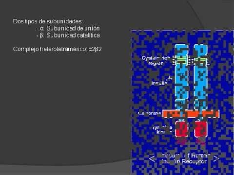 Translocación de GLUT-4 mediada por insulina