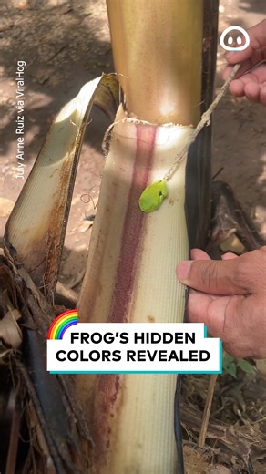 38K views · 221 reactions | This frog’s colors are stunning ✨ | ViralHog | Facebook