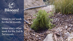 3.5K views · 215 reactions | It's planting season! What better way to start off 2022 than with garden care that helps the environment? Our 'Bloom! California' team members David and Maya walk gardeners of all skill levels through how to plant and tend for your new native plants. Learn more and find the best native plants for your style and space at https://bloomcalifornia.org  | California Native Plant Society | Facebook