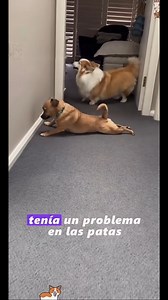1.1M views · 79K reactions | Mira como lo imita! #corgi #perros #dog #lomito #fun #divertido #datoscuriosos #asmr | Dashcam videos | Facebook