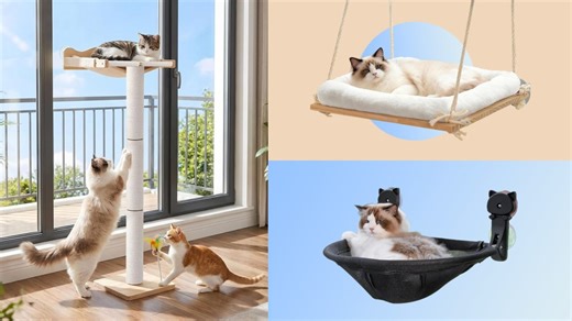 Be a good human and buy your cat a window perch