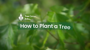 13 reactions |  National Tree Day is TOMORROW!  Whether you're joining us at an event or planting your own tree, it's important to plant the right way to ensure it thrives.  Check out this quick video on how to properly plant a tree and be ready for tomorrow’s celebrations!  Don’t forget to tag us and use #NTD2024 and #NationalTreeDay to share your planting moments. #TreePlantingTips | Tree Canada / Arbres Canada | Facebook
