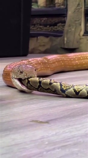 Le cobra est un serpent assez surprenant. Il mange d'autres serpents. Après l'avoir tué il l'avale entièrement. #serpent #snake #cobra #kingsnake #kingcobra #loeilducelte | Mister Pat