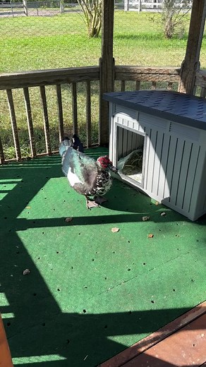 Meet Monty the Muscovy Duck on TikTok