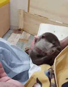 53K views · 1.3K reactions | There is a cafe in Tokyo where you can...