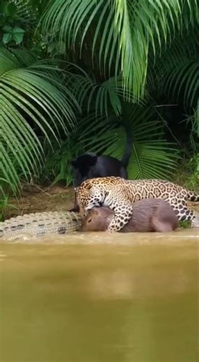 Savage Amazon Battle – Nature’s Most Violent Showdown Caught on Camera #depredadores #wildlife