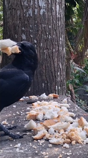 Crow Carries a Mouthful of Food for Its Babies 🐦‍⬛ ❤️#birds #nature #wildlife
