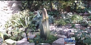 Watch Live: Corpse flower blooms in Des Moines