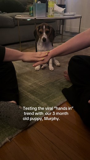 Adorable Beagle Puppy Testing 'Hands in' Trend