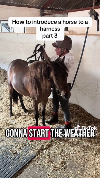 Introducing a Horse to a Harness: Training Guide Part 3