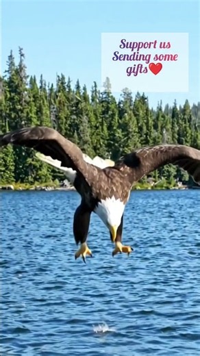 Nature's Deadliest Fisherman: Bald Eagle Hunts in 4K