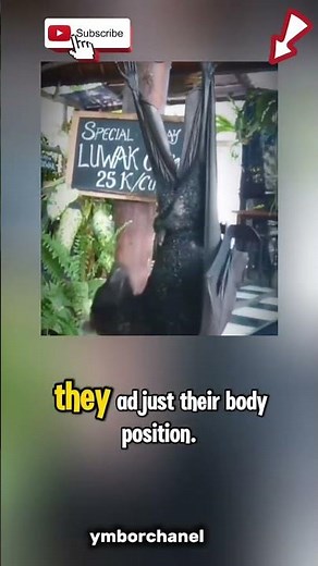 How Do Bats Pee Without Getting Wet #BatFacts #WeirdNature #AnimalSecrets #shorts #facts